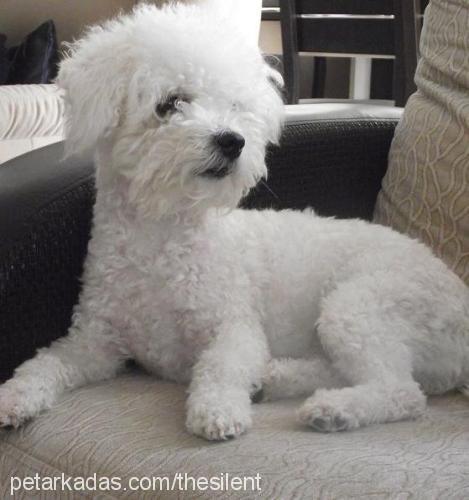 puppy Erkek Bichon Frise