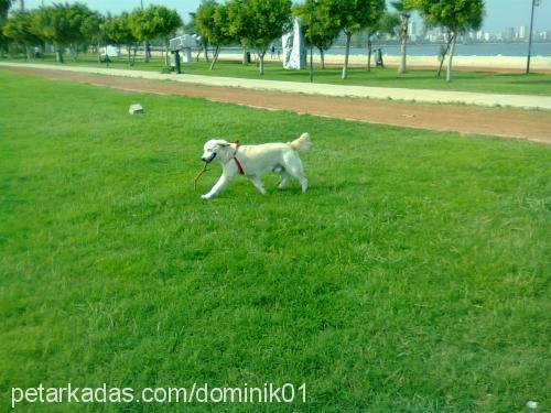 dominik Erkek Golden Retriever