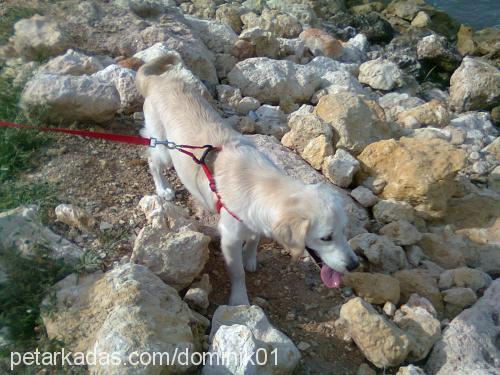 dominik Erkek Golden Retriever