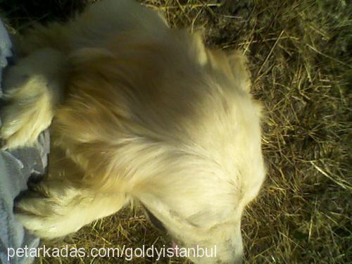 goldy Dişi Golden Retriever