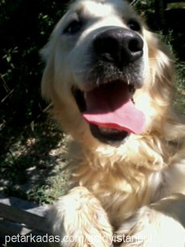 goldy Dişi Golden Retriever