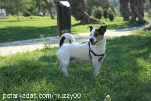 maylo Erkek Jack Russell Terrier