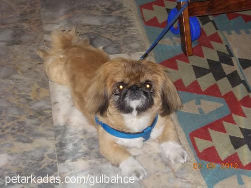 bambino Erkek Pekingese