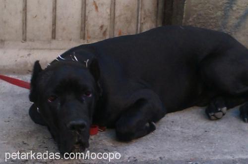 baf Erkek Cane Corso Italiano