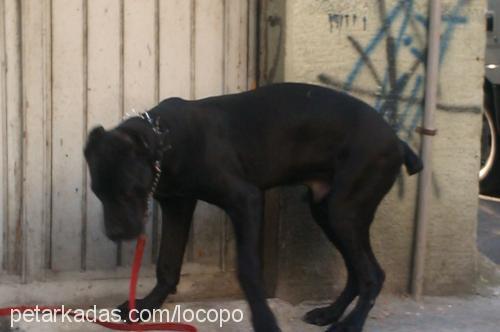 baf Erkek Cane Corso Italiano