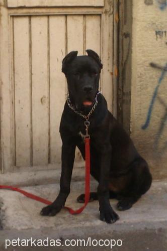 baf Erkek Cane Corso Italiano