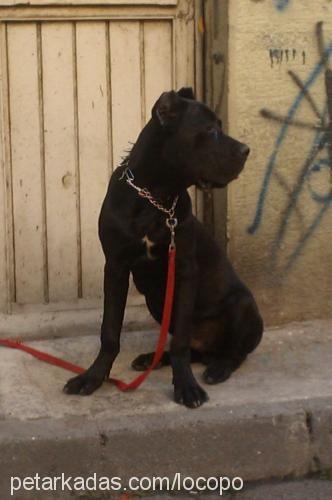 baf Erkek Cane Corso Italiano