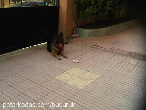 cash Erkek Alman Çoban Köpeği