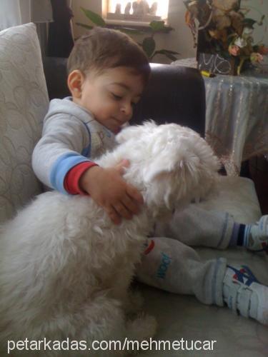 fındık Dişi West Highland White Terrier