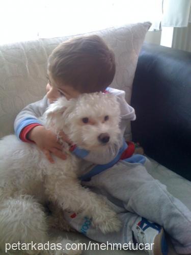 fındık Dişi West Highland White Terrier