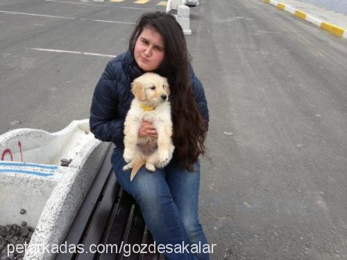 birapaşa Erkek Golden Retriever