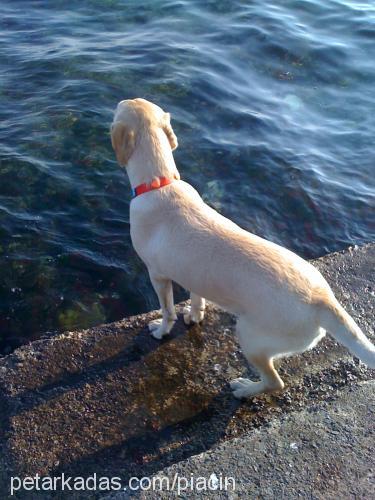 pia Dişi Labrador Retriever