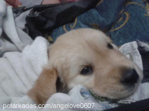 angel Dişi Golden Retriever