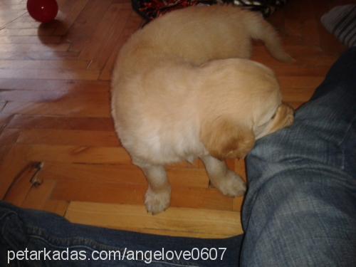 angel Dişi Golden Retriever