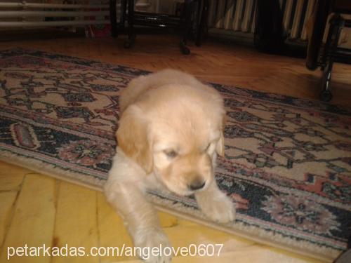 angel Dişi Golden Retriever