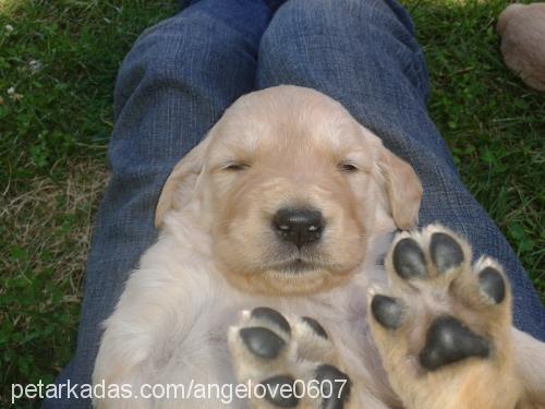 angel Dişi Golden Retriever