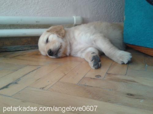 angel Dişi Golden Retriever