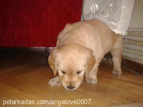 angel Dişi Golden Retriever