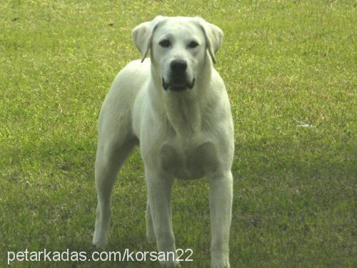 haydut Erkek Labrador Retriever