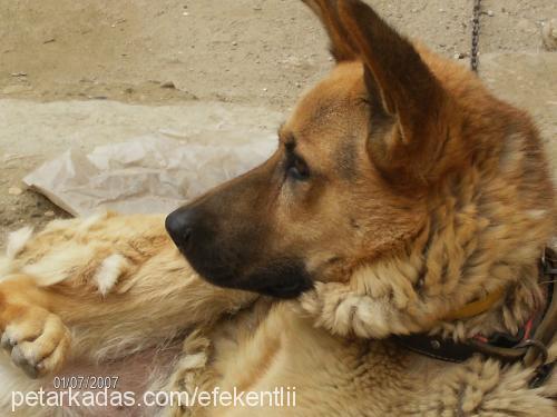 paşa Erkek Alman Çoban Köpeği