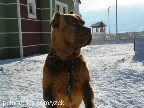 coffeelatte Erkek Cane Corso Italiano