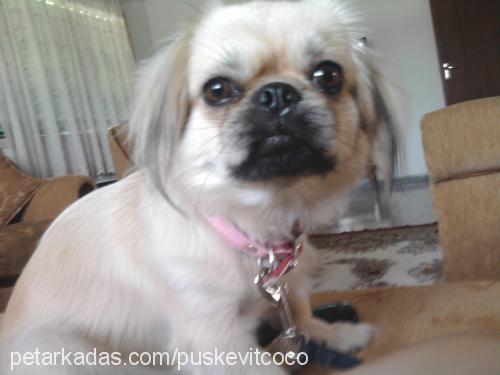 coco Dişi Pekingese