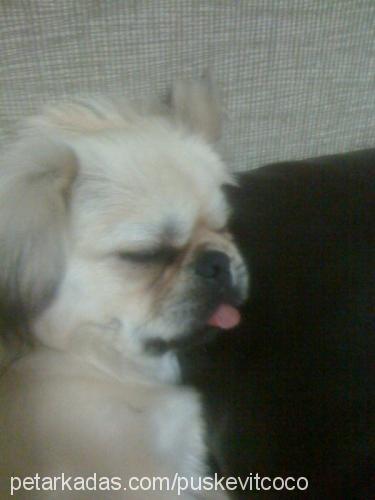 coco Dişi Pekingese