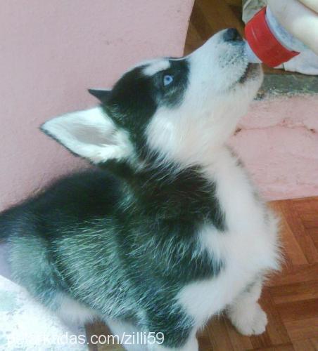 zilli Dişi Sibirya Kurdu (Husky)