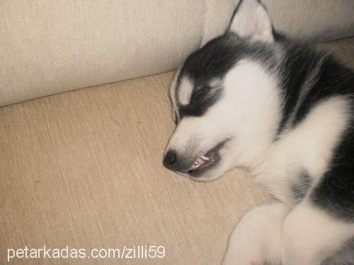 zilli Dişi Sibirya Kurdu (Husky)