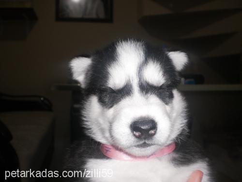 zilli Dişi Sibirya Kurdu (Husky)