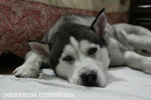 alex Erkek Sibirya Kurdu (Husky)