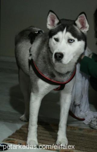 alex Erkek Sibirya Kurdu (Husky)