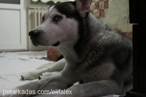 alex Erkek Sibirya Kurdu (Husky)