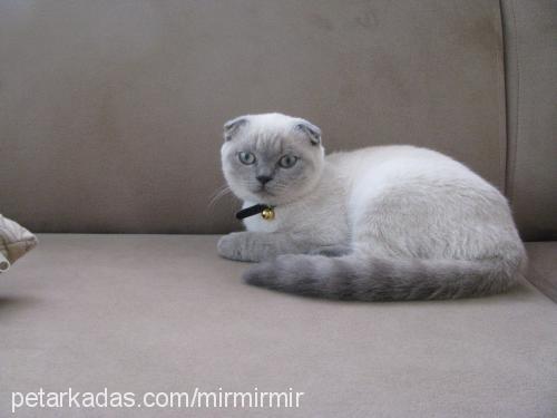 mishel Dişi Scottish Fold