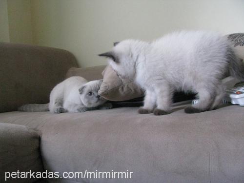 mishel Dişi Scottish Fold