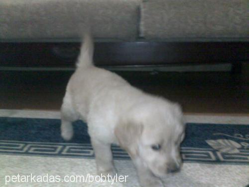 tyler Erkek Golden Retriever