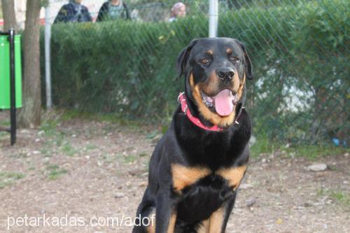 adof Erkek Rottweiler