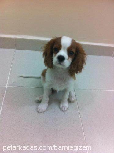 barnie Erkek King Charles Spaniel