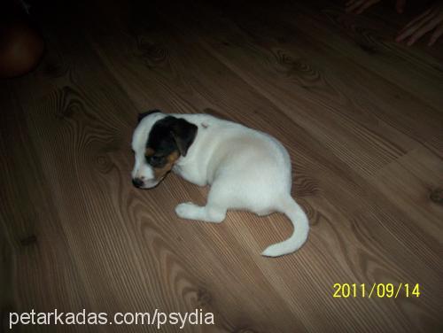 judas Erkek Jack Russell Terrier