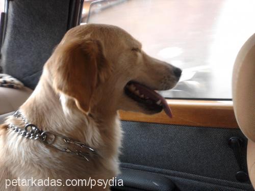 hera Dişi Golden Retriever