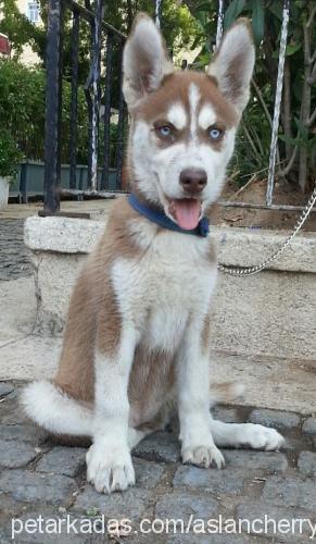 cherry Dişi Sibirya Kurdu (Husky)