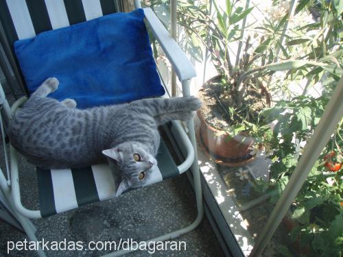 duman Erkek British Shorthair