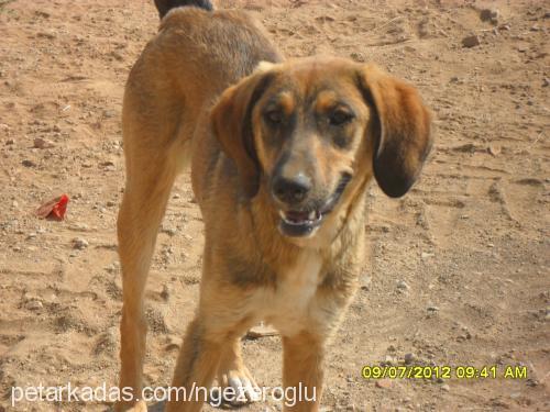 leydi Dişi Doberman Pinscher