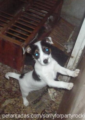 cody Erkek Jack Russell Terrier