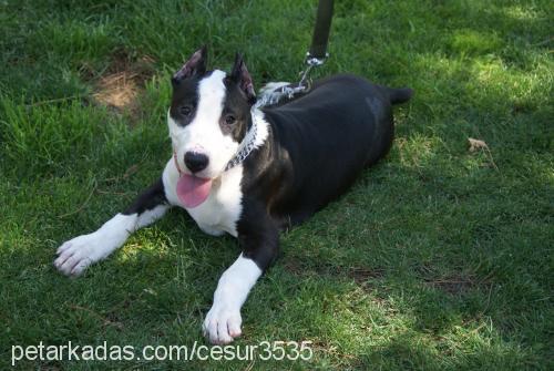 cesur Erkek Amerikan Staffordshire Terrier