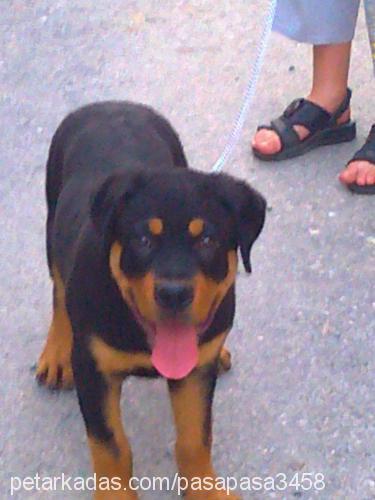 paşa Erkek Rottweiler