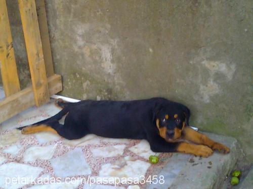 paşa Erkek Rottweiler