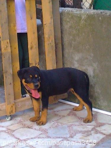 paşa Erkek Rottweiler