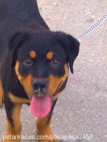 paşa Erkek Rottweiler