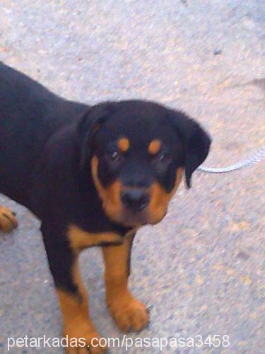 paşa Erkek Rottweiler